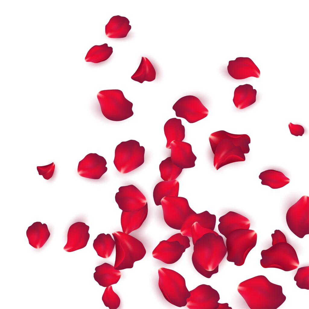 rose petals