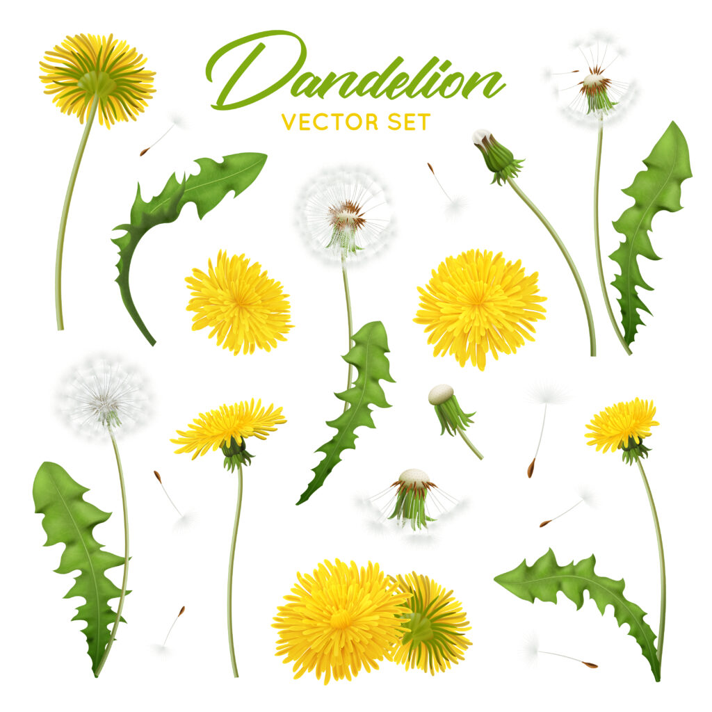 Dandelion Root one of the main ingredients that are use for kidney detox loose leaf tea