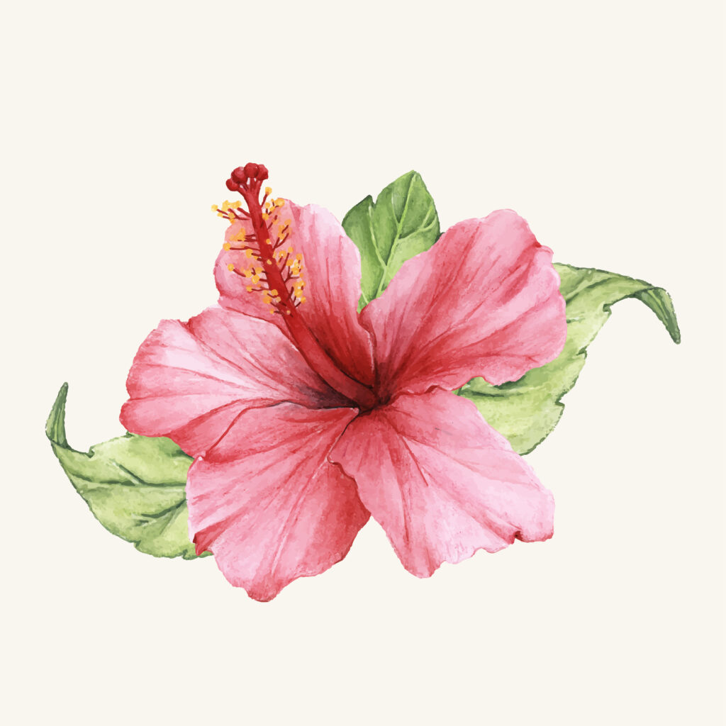 Hibiscus
