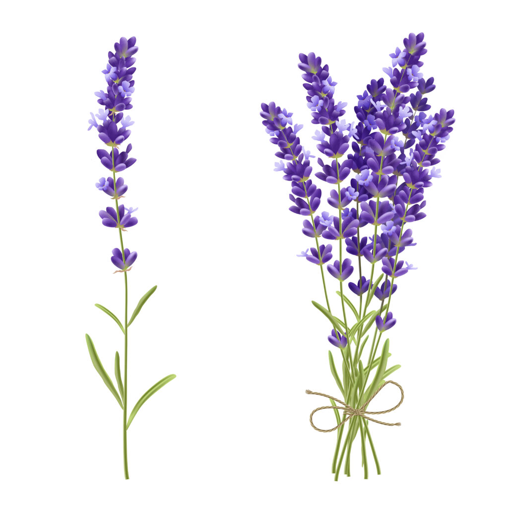 Lavender