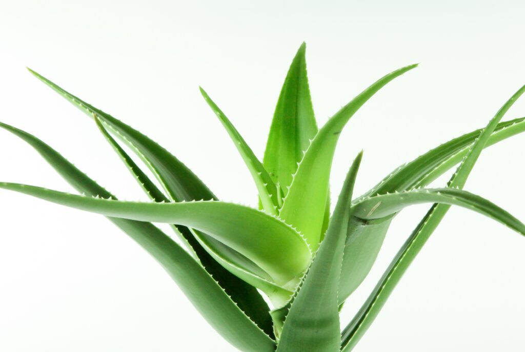 aloe vera