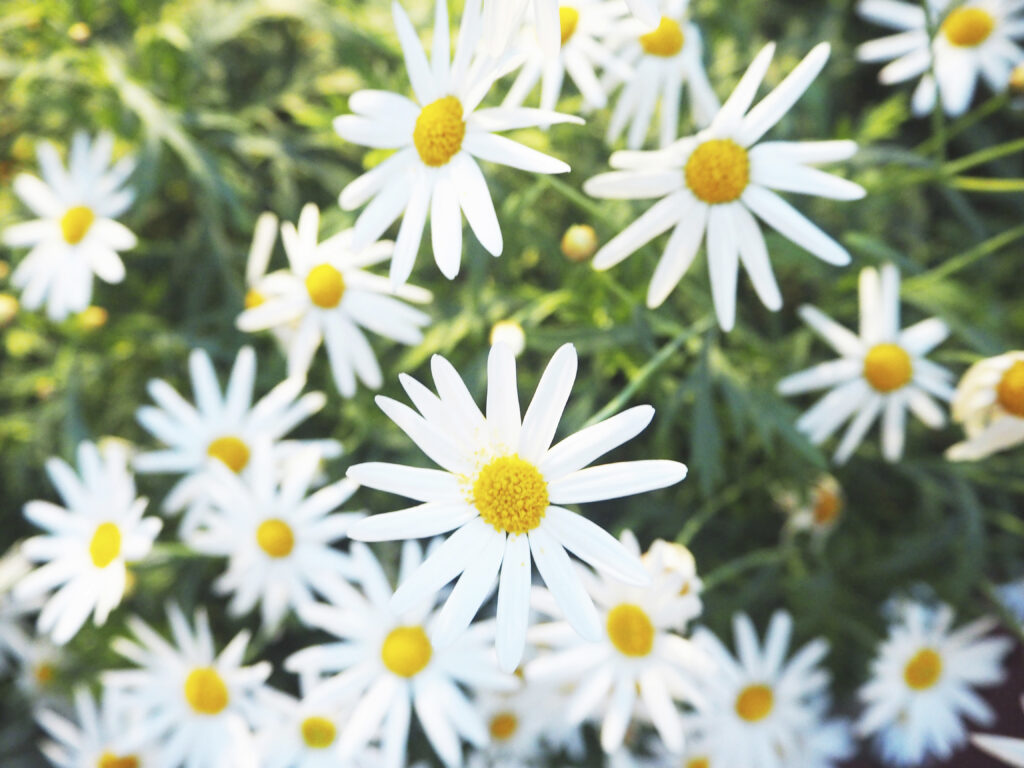 chamomile flower
